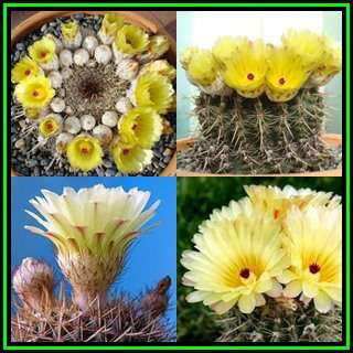 Parodia mammulosa Seeds - Verified Seller - Exotic Succulent Cactus - NEW
