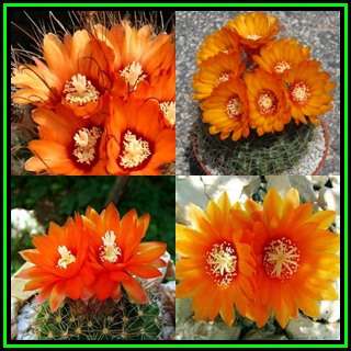 Parodia microsperma Mixed Forms - 10 Seed Pack - Verified Seller - Exotic Succulent Cactus - NEW