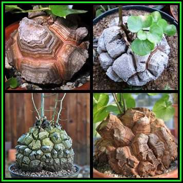Dioscorea elephantipes - 10 Seed Pack - Sow Autumn - Indigenous Caudiciform Succulent - NEW