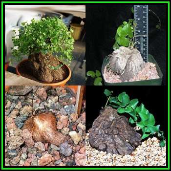 Dioscorea hemicrypta - 5 Seed Pack - Indigenous Caudiciform Succulent - Combined Global Ship - NEW