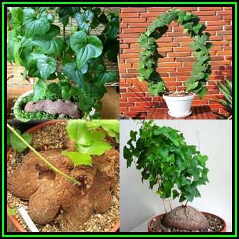 Dioscorea sylvatica Seeds - Indigenous Caudiciform Succulent - Combined Global Ship - NEW
