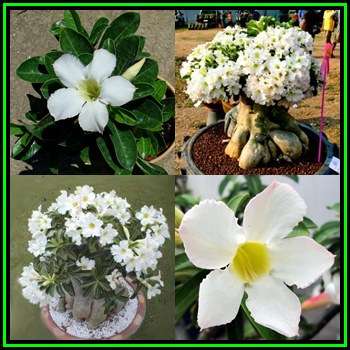 Adenium obesum Star Studded Sky Seeds - Exotic Succulent Bonsai Shrub Tree - NEW