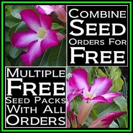Adenium obesum Fragrant Delight Seeds - Exotic Succulent Bonsai Shrub Tree - NEW