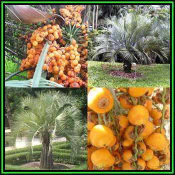 Butia capitata Seeds - Jelly Palm, Pindo Palm- Frost Hardy, Edible Fruit - RSA Buyers Only- NEW