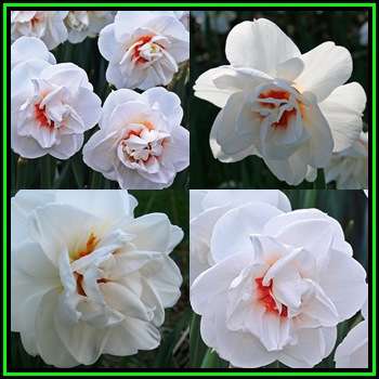 3 BULBS - Daffodil - Narcissus Acropolis - Scented Flowers - Plant Now for Spring Flowers - NEW