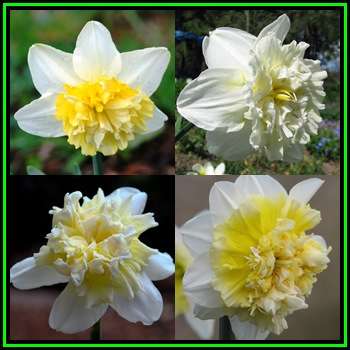 3 BULBS - Daffodil - Narcissus Ice King - Scented Flowers - Plant Now for Spring Flowers - NEW