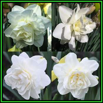 3 BULBS - Daffodil - Narcissus Obdam - Scented Flowers - Plant Autumn - NEW