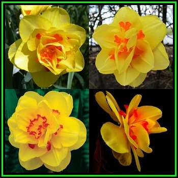 3 BULBS - Daffodil - Narcissus Tahiti - Scented Flowers - Plant Autumn for Spring Flowers - NEW