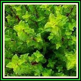 True Boegoe / Buchu - 10 Seed Pack - Agathosma betulina - Medicinal Plants from South Africa - NEW