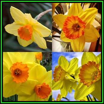 3 BULBS - Daffodil - Narcissus Home Fries - Scented Flowers - Plant Now - NEW