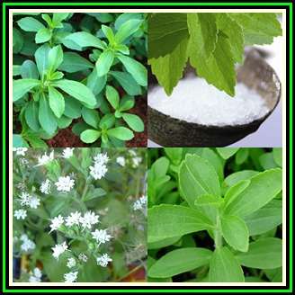 Stevia rebaudiana - Sweet Herb - Perennial Natural Sweetner, 100 Seed Pack, NEW