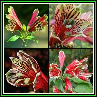 Alstroemeria psittacina Seeds + FREE Seeds - Combined Shipping - NEW - Perennial Bulbous