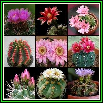 Gymnocalycium Mixed Species Seeds + FREE Cactus Mix Seeds, Exotic Cactus Succulent- NEW
