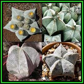 Astrophytum myriostigma - 50 Seed Pack - Verified Seller - Exotic Succulent Cactus - NEW