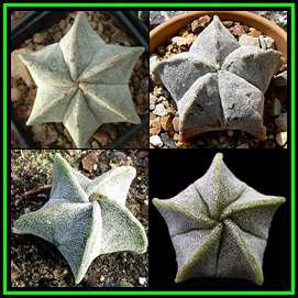 Astrophytum myriostigma Seeds - Verified Seller - Exotic Succulent Cactus - NEW
