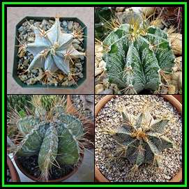 Astrophytum ornatum - 50 Seed Pack - Verified Seller - Exotic Succulent Cactus - NEW