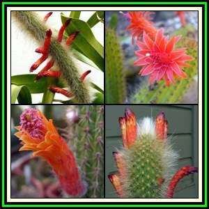 Cleistocactus Mixed Species - 20 Seed Pack - Exotic Cactus Succulent -Combined Global Shipping- NEW