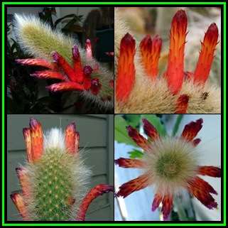 Cleistocactus vulpis-cauda Seeds - Exotic Cactus Succulent -Combined Global Shipping- NEW