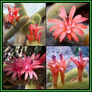 Cleistocactus winteri - 20 Seed Pack - Exotic Cactus Succulent -Combined Global Shipping- NEW