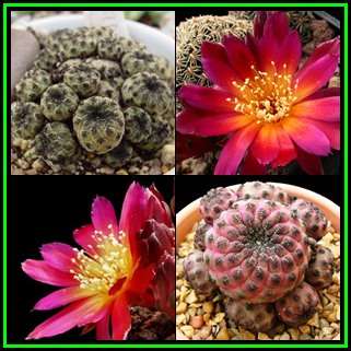 Rebutia canigueralii - 10 Seed Pack - Exotic Cactus Succulent -Combined Global Shipping- NEW