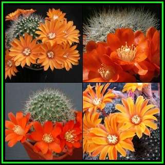 Rebutia fiebrigii Seeds - Exotic Cactus Succulent -Combined Global Shipping- NEW