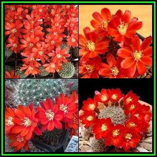 Rebutia pseudodeminuta Seeds - Exotic Cactus Succulent -Combined Global Shipping- NEW