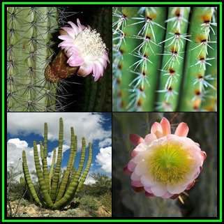 Stenocereus thurberi -10 Seed Pack- Exotic Cactus Edible Fruit, Insured Combined Shipping, NEW