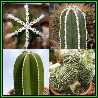 Pachycereus marginatus -10 Seed Pack- Exotic Cactus, Insured Combined Shipping, NEW
