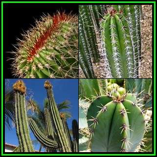 Pachycereus pecten-aboriginum -10 Seed Pack- Exotic Cactus, Combined Shipping, NEW