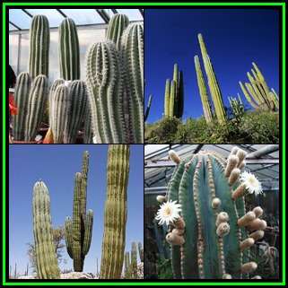 Pachycereus pringlei -10 Seed Pack- Exotic Cactus Edible Fruit, Combined Shipping, NEW