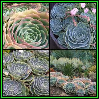 Echeveria imbricata Seeds - Exotic Succulent - Insured Combined Global Shipping - NEW
