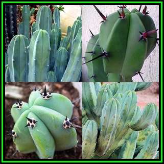 Myrtillocactus geometrizans - 20 Seed Pack - Exotic Cactus Succulent - Edible Ethnobotanical - NEW