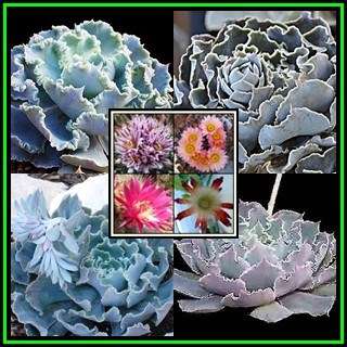 Echeveria shaviana - 20 Seed Pack + 10 Free Premium Mixed Cactus Seeds - NEW Succulent