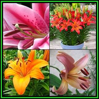5 BULBS - Lilium asiatic - Assorted Colours - Plant Now for Summer Flowers - Combined Shipping - NEW