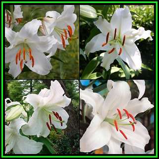 3 BULBS - Lilium asiatic - White - Plant Now for Summer Flowers - Combined Shipping - NEW