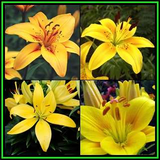 3 BULBS - Lilium asiatic - Yellow - Plant Now for Summer Flowers - Combined Shipping - NEW