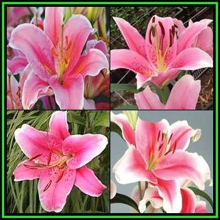 3 BULBS - Lilium asiflorum LA Dynamico - Plant Autumn for Summer Flowers - Combined Shipping - NEW