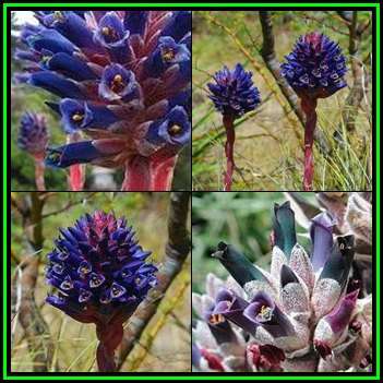 Puya coerulea var. violacea Seeds - Exotic Bromeliad - Combined Global Shipping - NEW