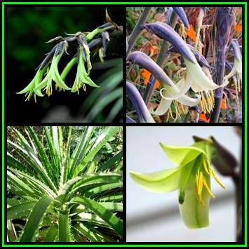 Puya mirabilis Seeds - Exotic Bromeliad - Combined Global Shipping - NEW