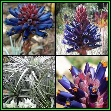 Puya venusta - 20 Seed Pack - Exotic Bromeliad - Combined Global Shipping - NEW
