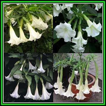 Brugmansia suaveolens - 10 Seed Pack - Fragrant Angel's Trumpet Evergreen Shrub or Small Tree - New