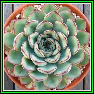 Echeveria pulidonis - 20 Seed Pack - Exotic Succulent - Insured Combined Global Shipping - NEW