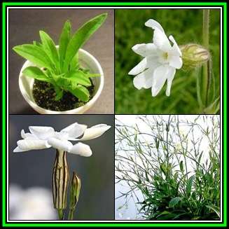 Xhosa Dream Root - Silene capensis Seeds - Indigenous Ethnobotanical Perennial, NEW