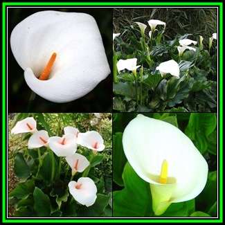Zantedeschia aethiopica Seeds - White Arum Lily - Indigenous Perennial Bulb