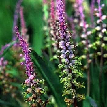 Lachenalia mutabilis Seeds - Indigenous South African Perennial Bulb Seeds - Worldwide Shipping