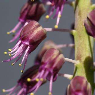 Lachenalia violacea Seeds - Indigenous South African Native Perennial Bulb Seeds For Sale