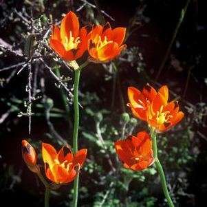10 Ornithogalum maculatum Seeds + Get FREE Seeds - Indigenous South African Bulb Seeds - Sow Autumn