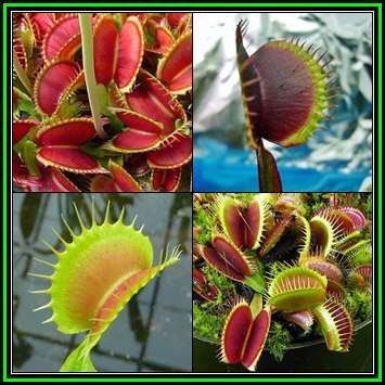 Giant Venus Fly Trap Forms - 5 Seed Pack - Dionaea muscipula - Carnivorous -Combined Shipping - NEW