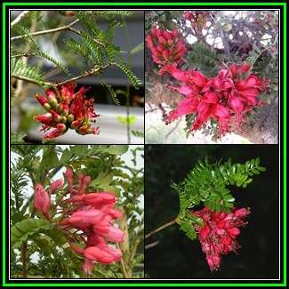 Schotia afra - 10 Seed Pack - Indigenous Tree Karoo Boer-Bean, Karoo Huilboerboon - New