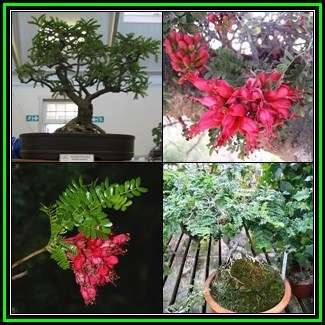 Schotia afra Bonsai Seeds - Indigenous Karoo Boer-Bean, Karoo Huilboerboon - New